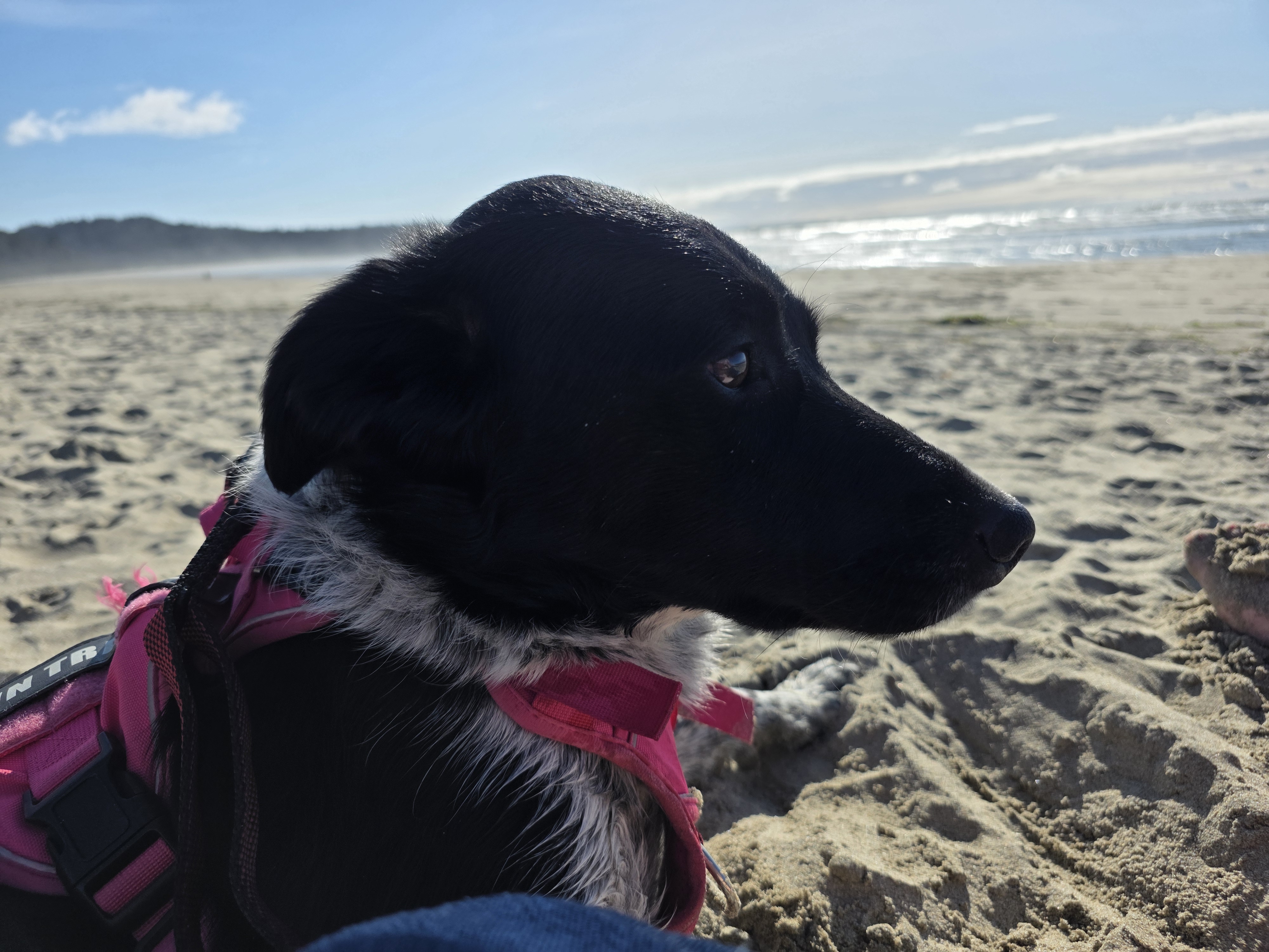 A black-and-white dog in a pink harness resting on the beach