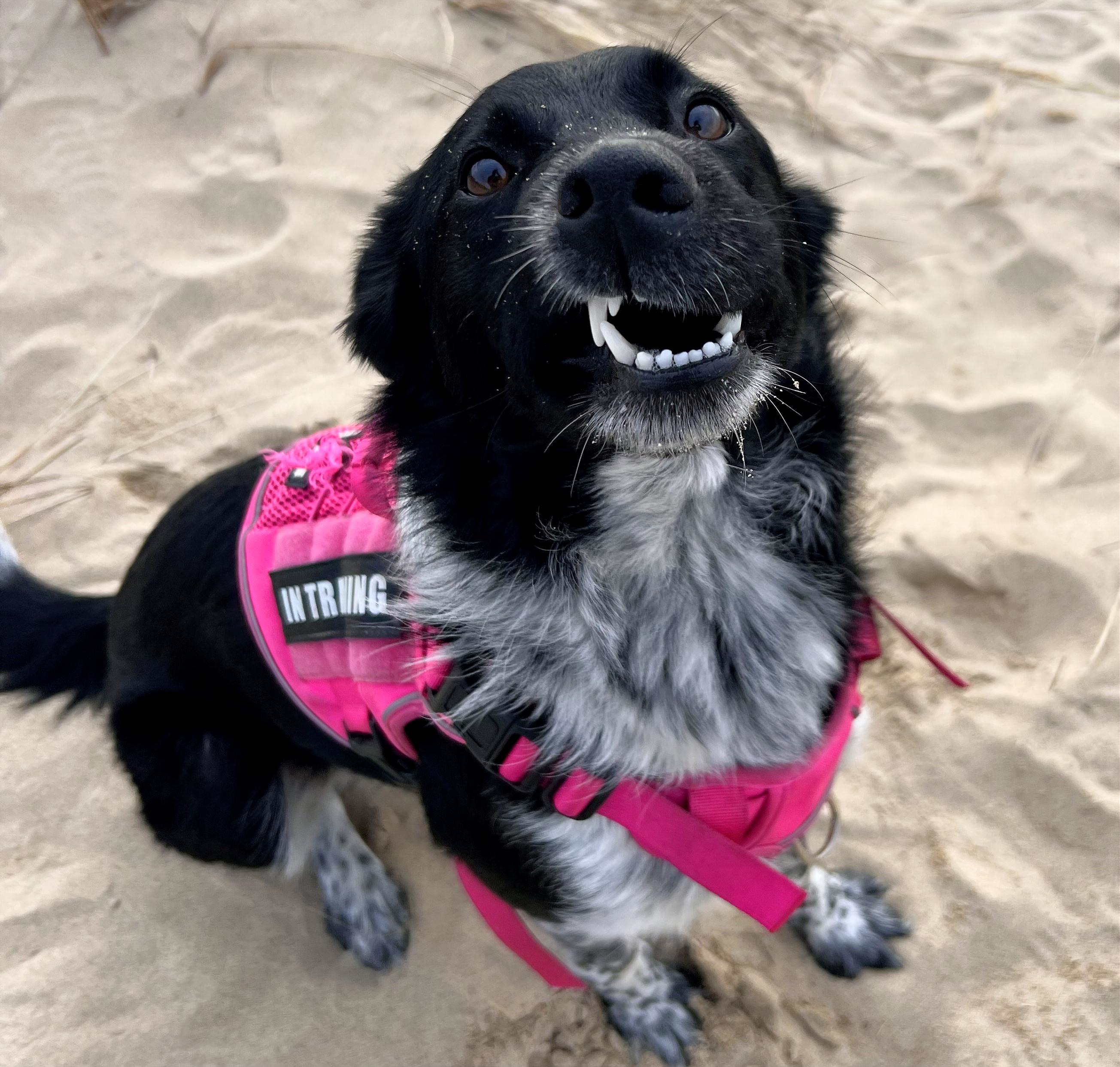 Lucy smiling on the beach in a bright pink harness