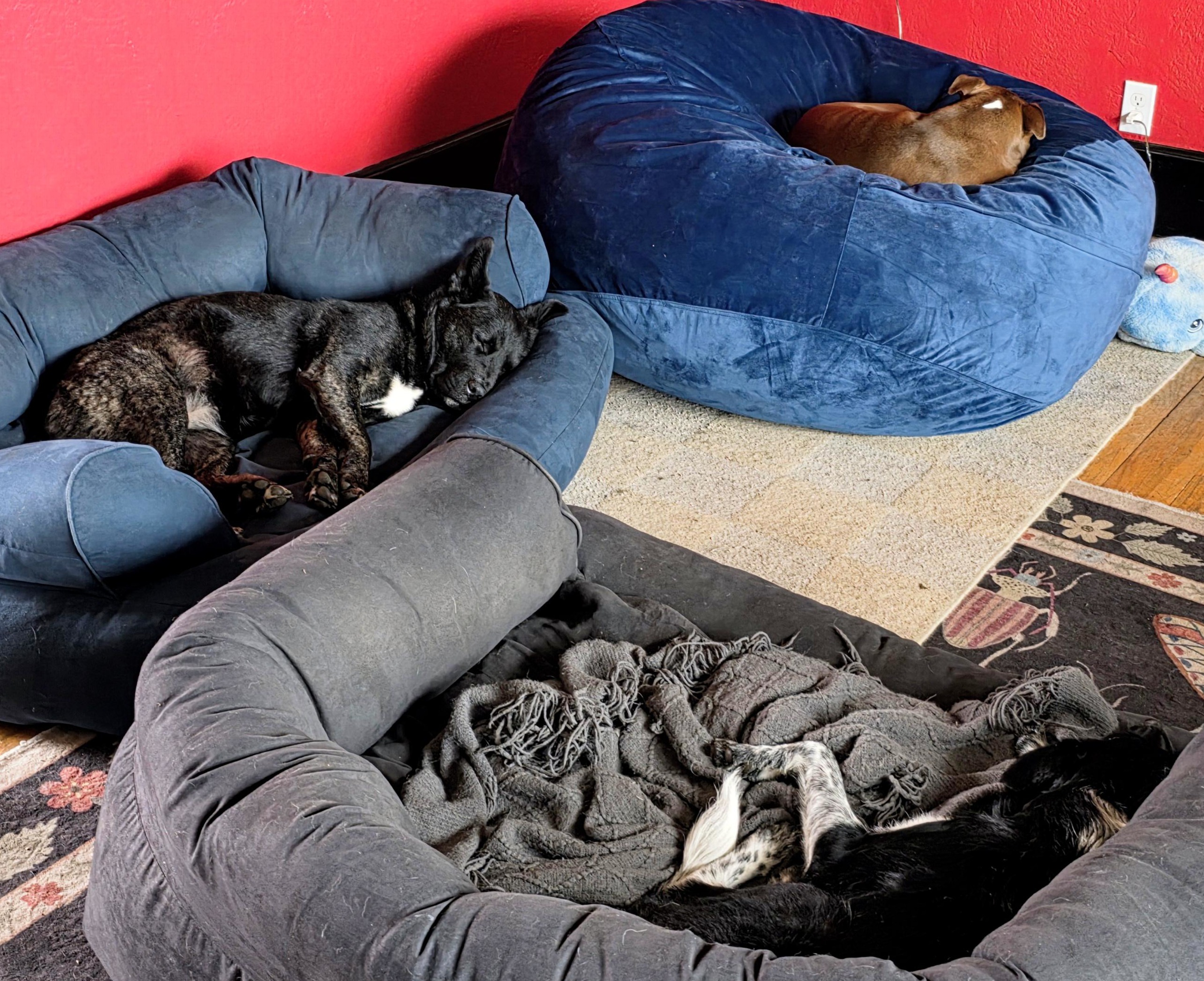 Three dogs resting together on oversized pet beds indoors
